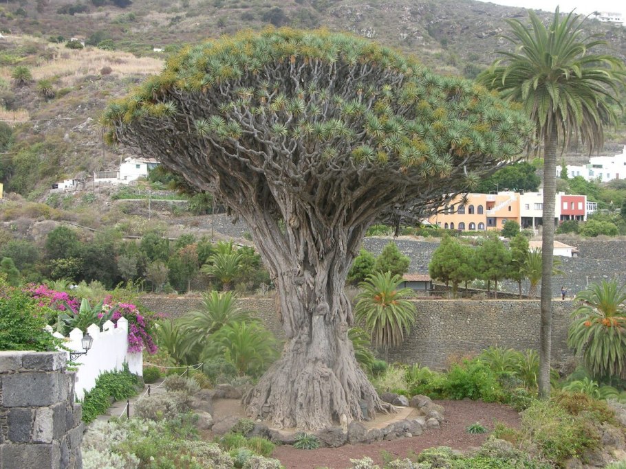 Каштан в Испании