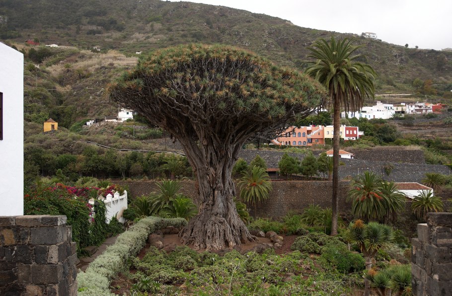 Ботанический сад Тенерифе