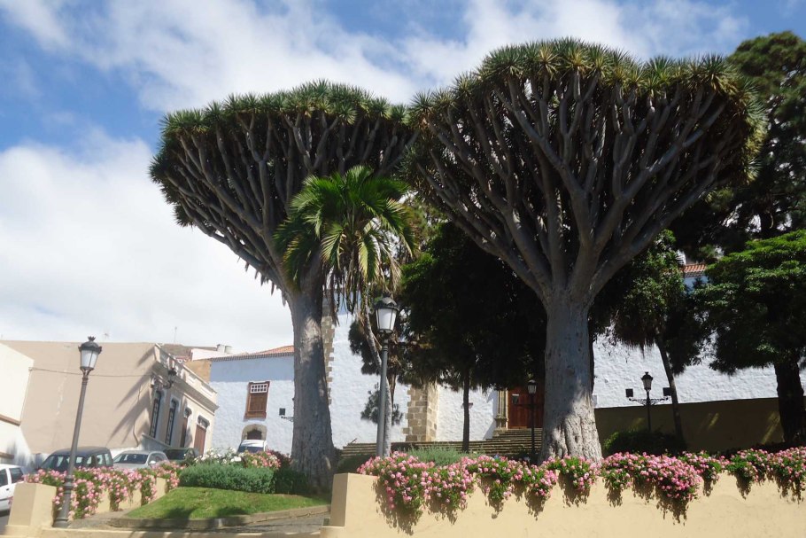 Драцена драгон остров Тенерифе