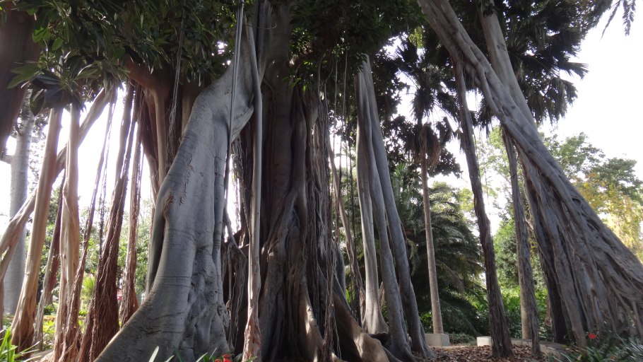 Драконовое дерево на Тенерифе