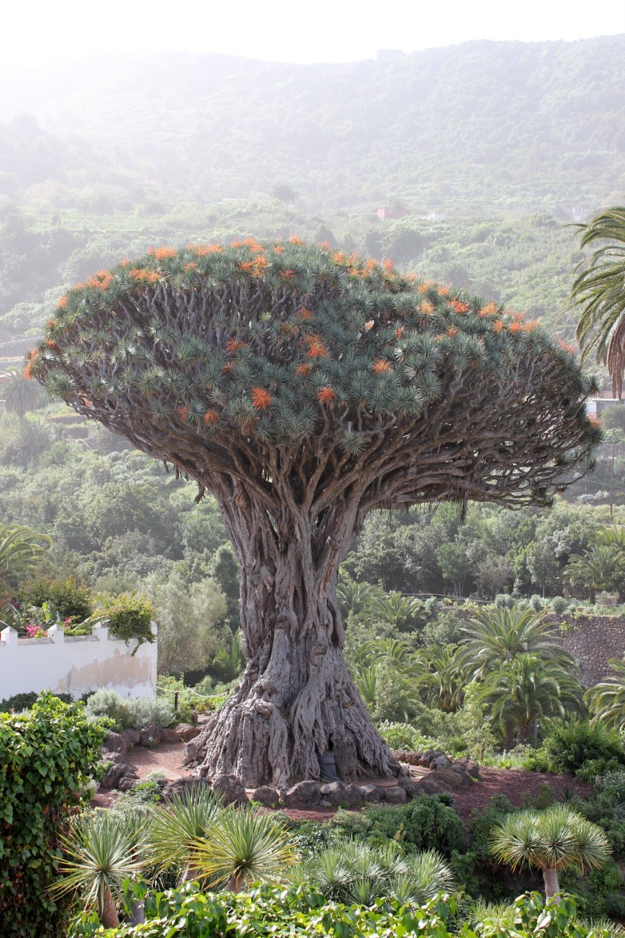 Драконовое дерево на Тенерифе