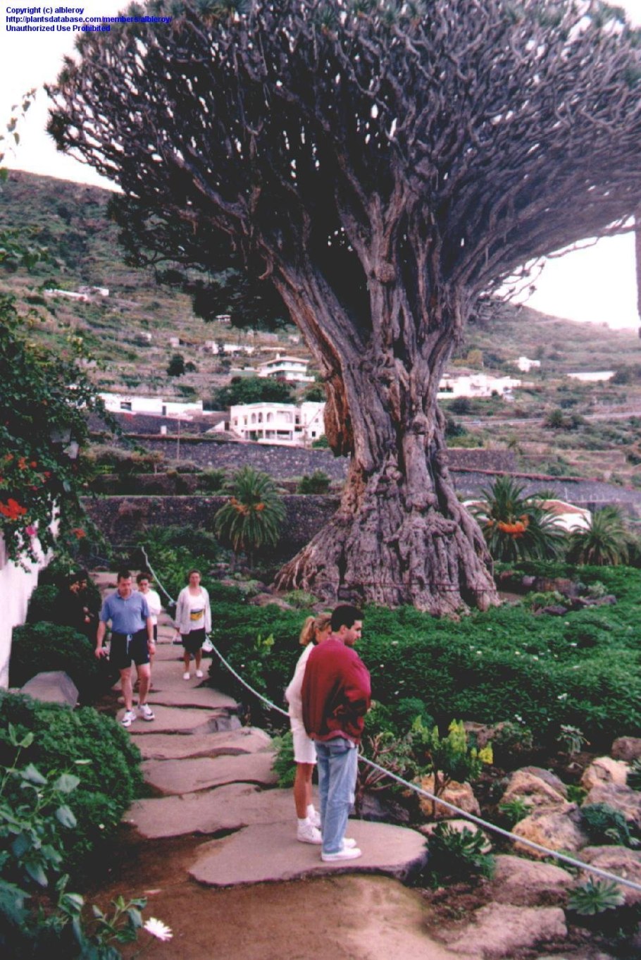 Тенерифе дерево дракона