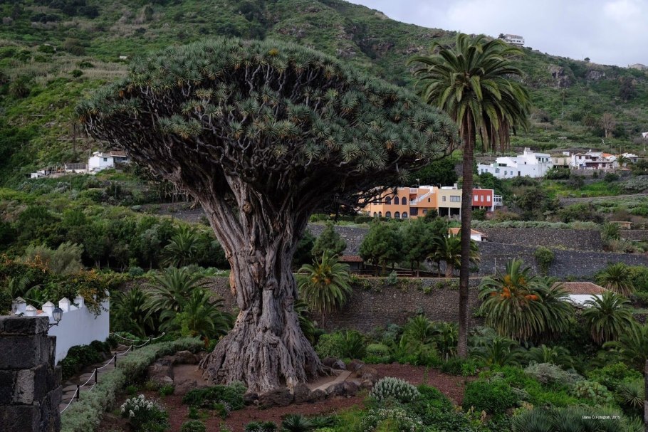 Толстое дерево на Тенерифе заповедник