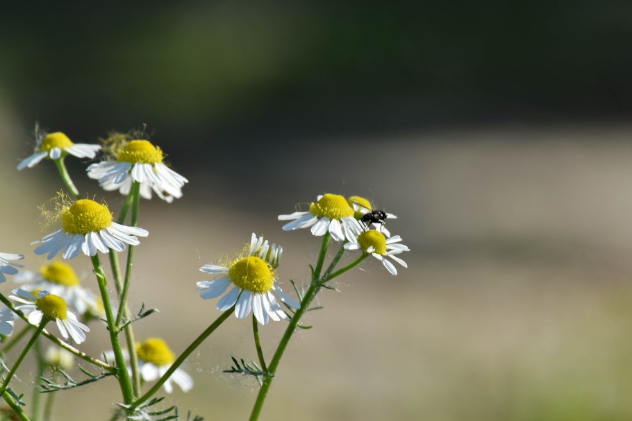 Ромашка лекарственная (лат. Chamomilla officinalis)
