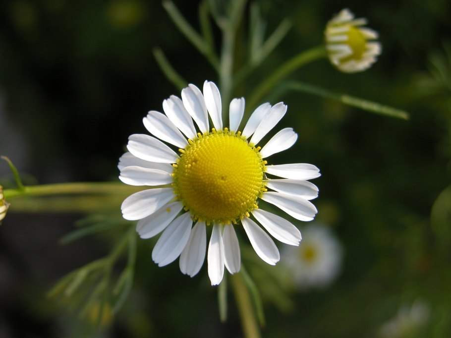 Ромашка мелколистная
