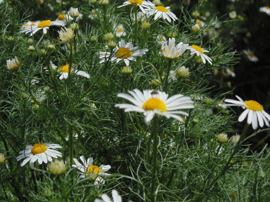 Царство ромашки аптечной