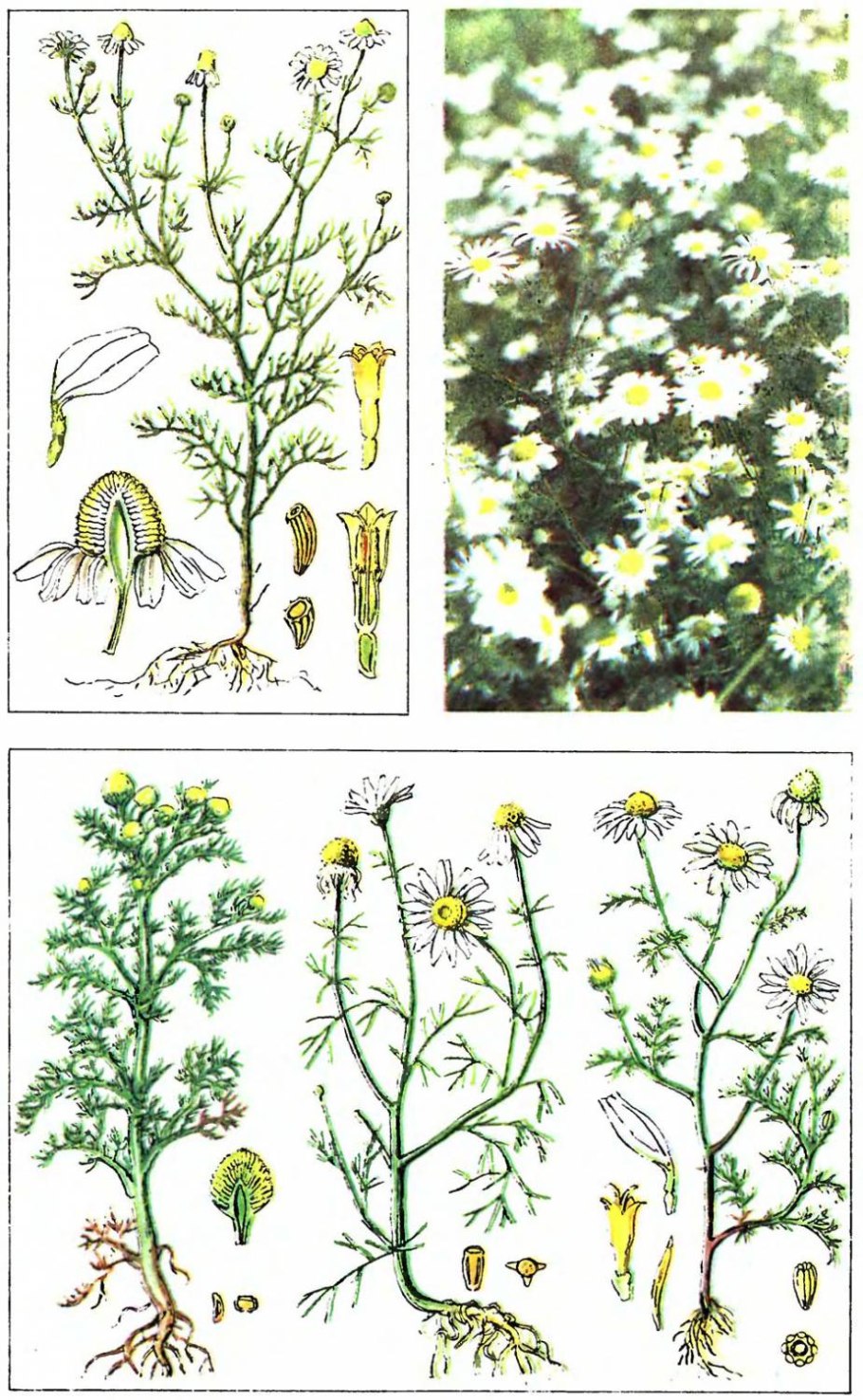 Ромашка аптечная период цветения