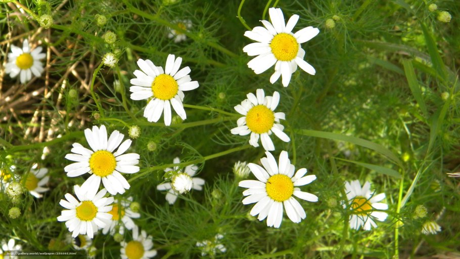 Цветок матрикария Хамомилла