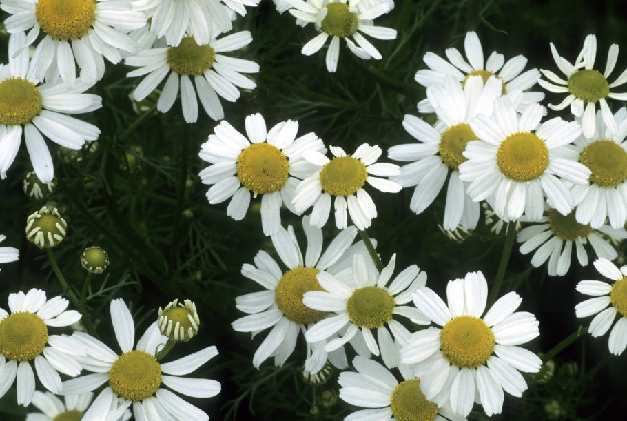 Ромашка аптечная желтая