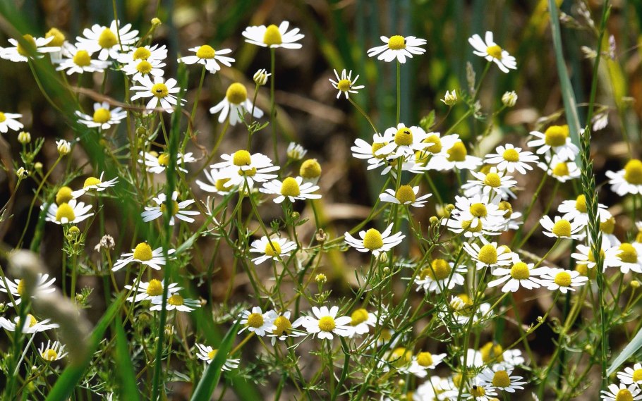 Ромашка аптечная гербарий
