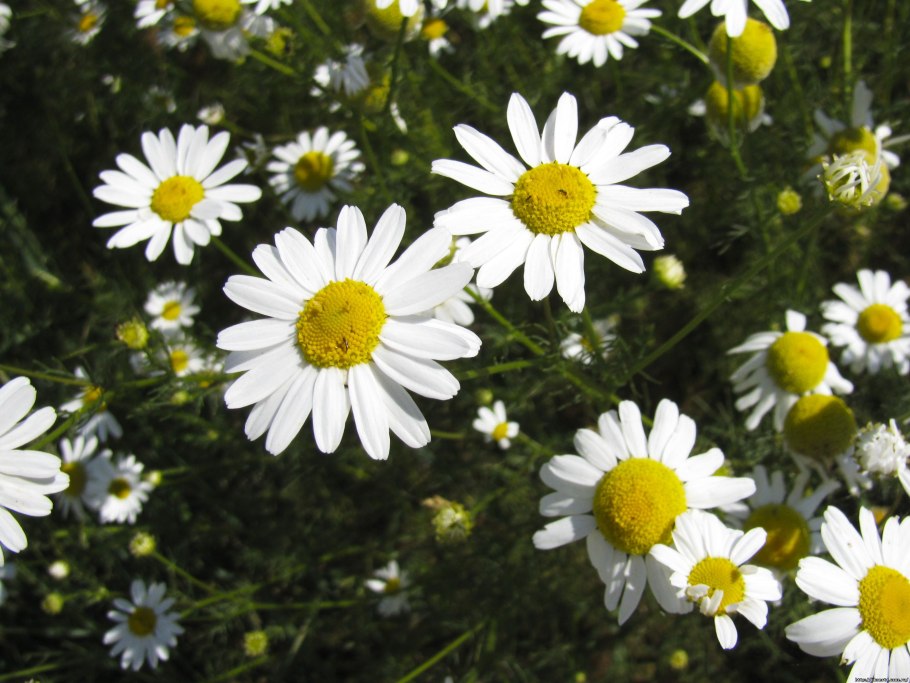 Пупавка пахучая