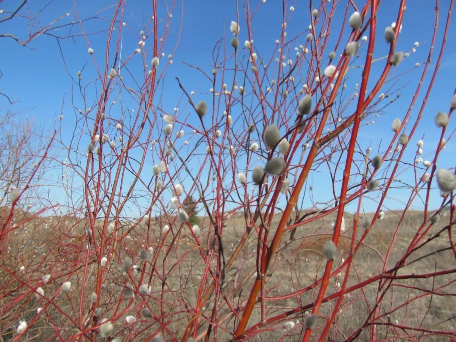 Ива белая плакучая дерево