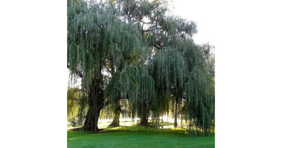 Ива белая (Salix Alba)