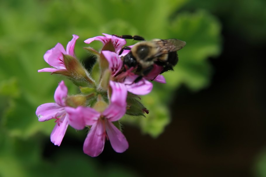 Pelargonium Roseum