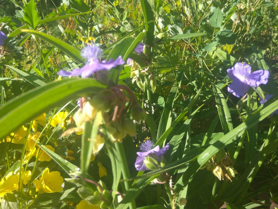 Растение сорное цветущее в августе