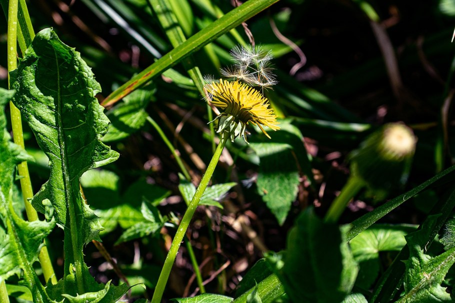 Ярутка Полевая трава