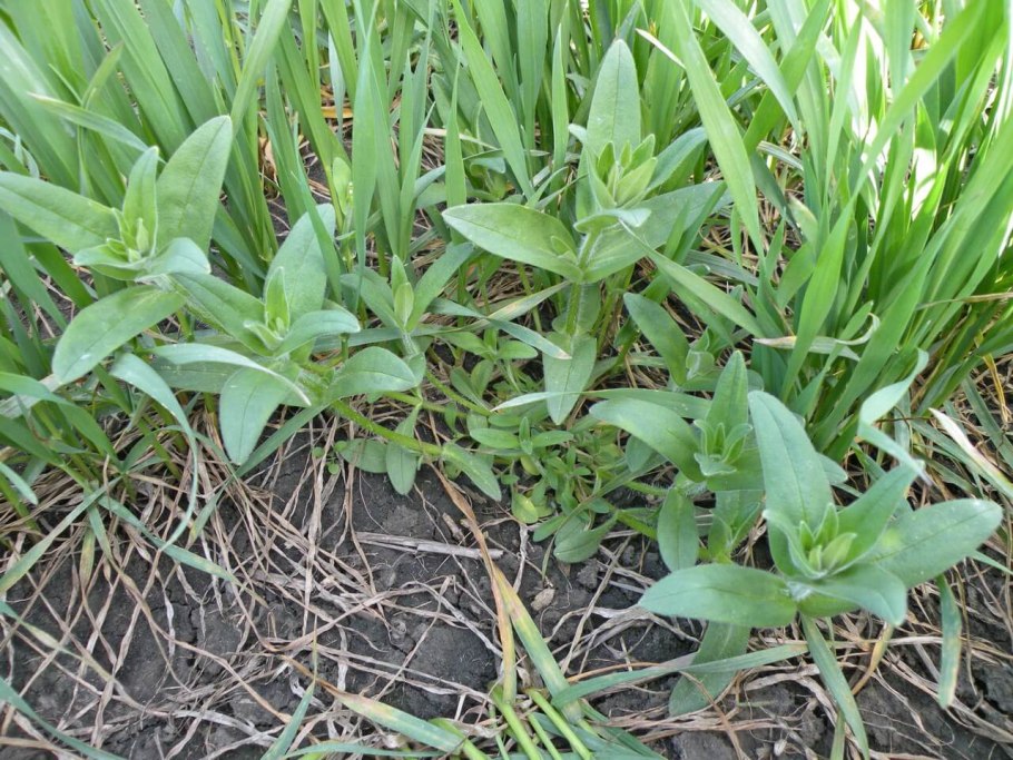 Щавель сорняк