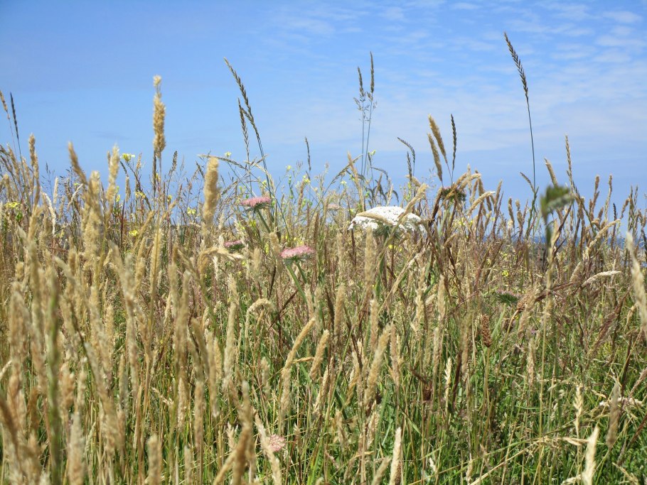 Сорняк похожий на астру