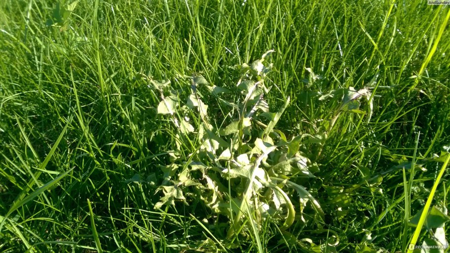 Крестовник в дикой природе