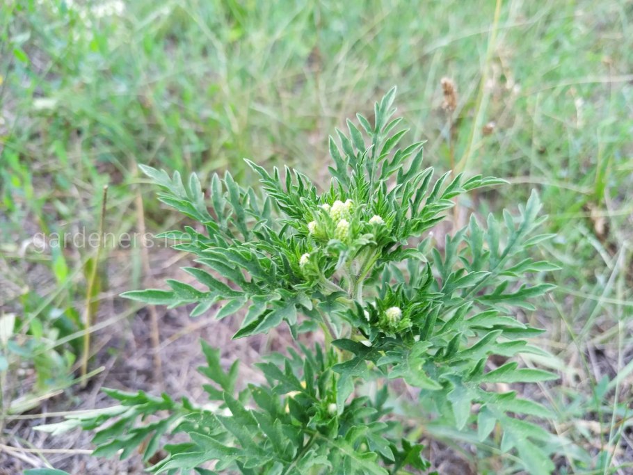 Амброзия поллинозит