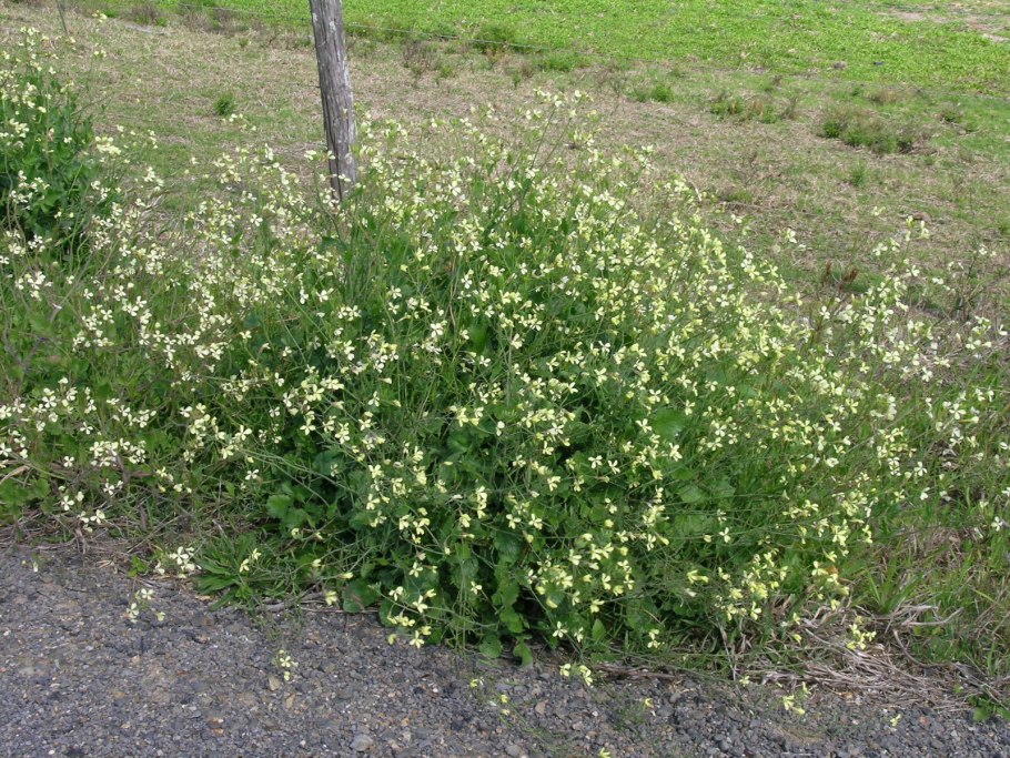 Дикорастущие травы