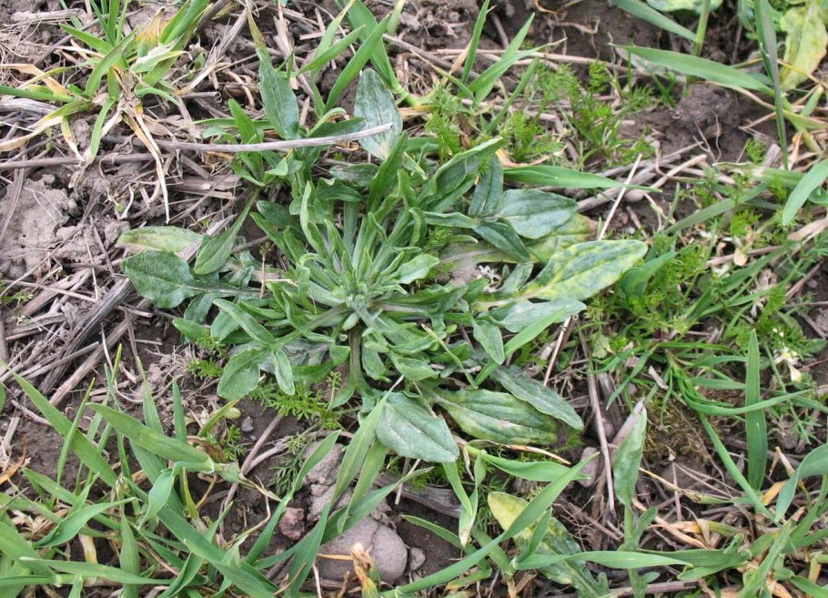 Вредные сорняки для человека