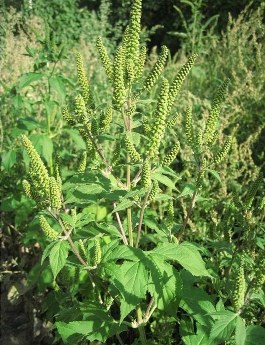 Амброзия трехраздельная