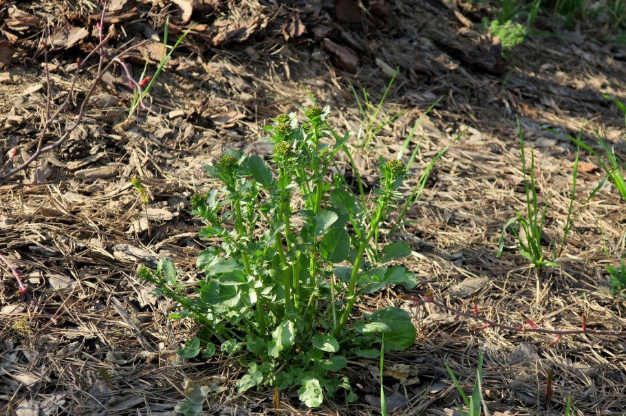Сорняки Волгоградской