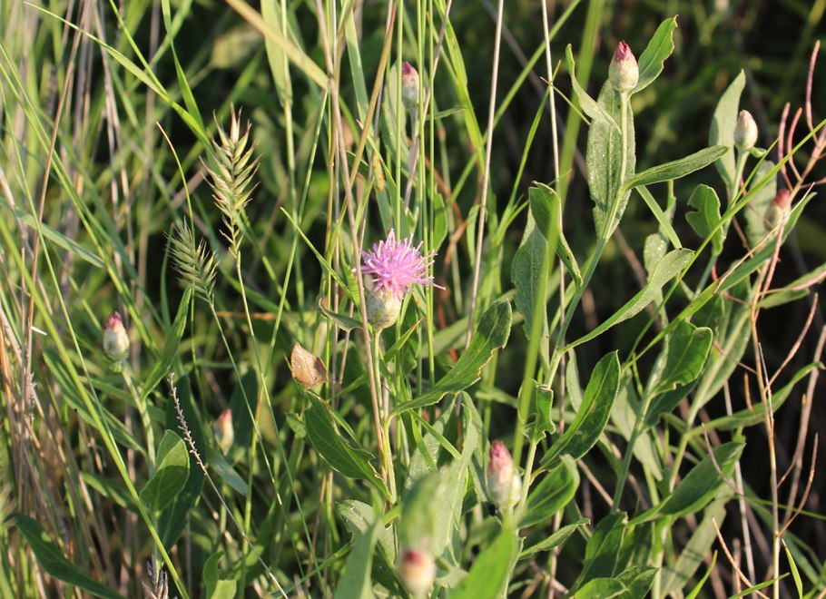 Одуванчики на грядке с овощами
