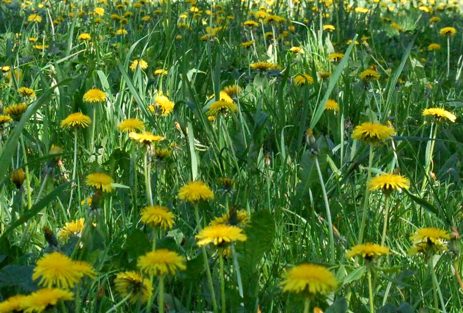 Амброзия Планта