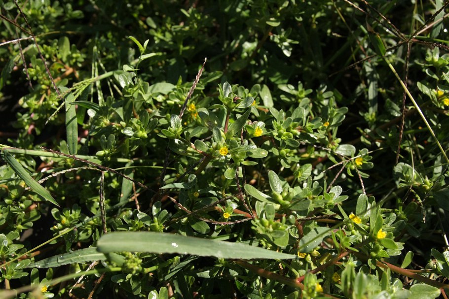 Клевер желтый ползучий сорняк