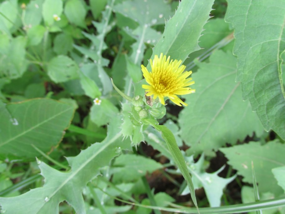 Лопух паутинистый