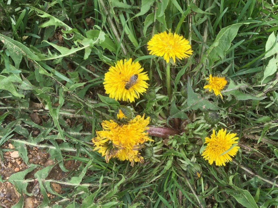 Амброзия сорняк