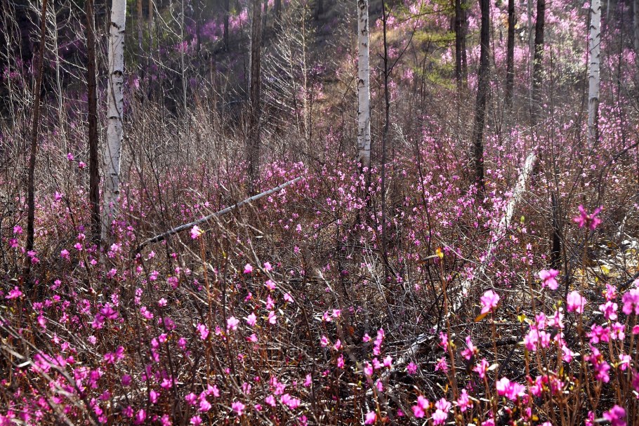 Багульник Владивосток