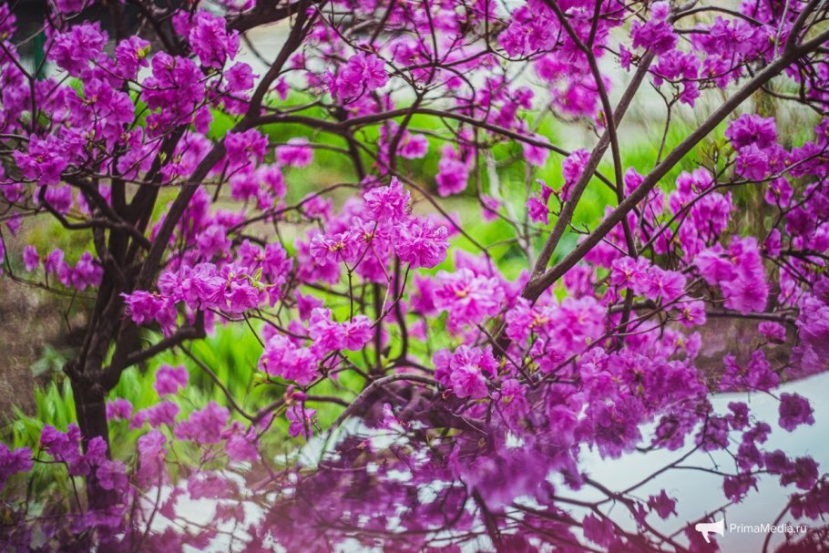 Заросли багульника фото