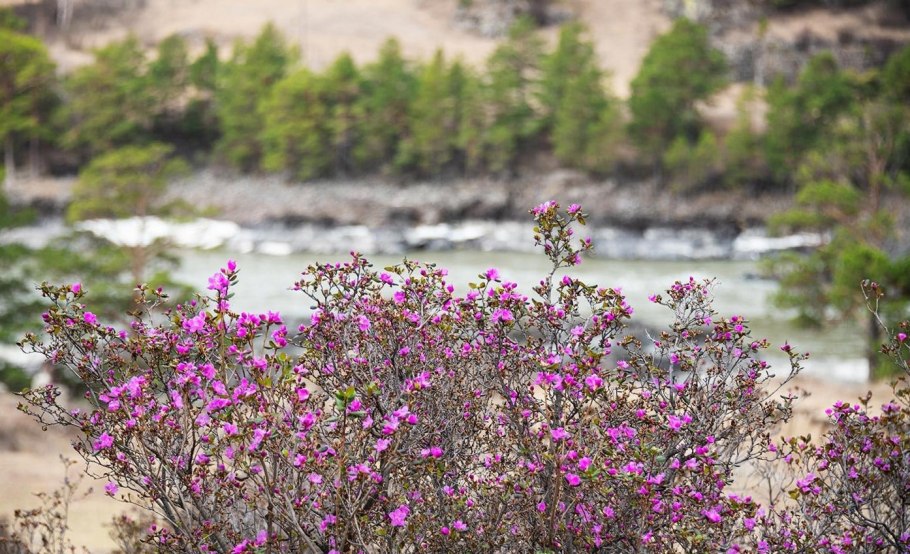Багульник Дальневосточный