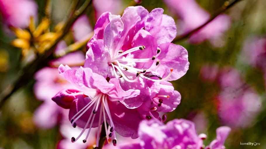 Багульник палитра