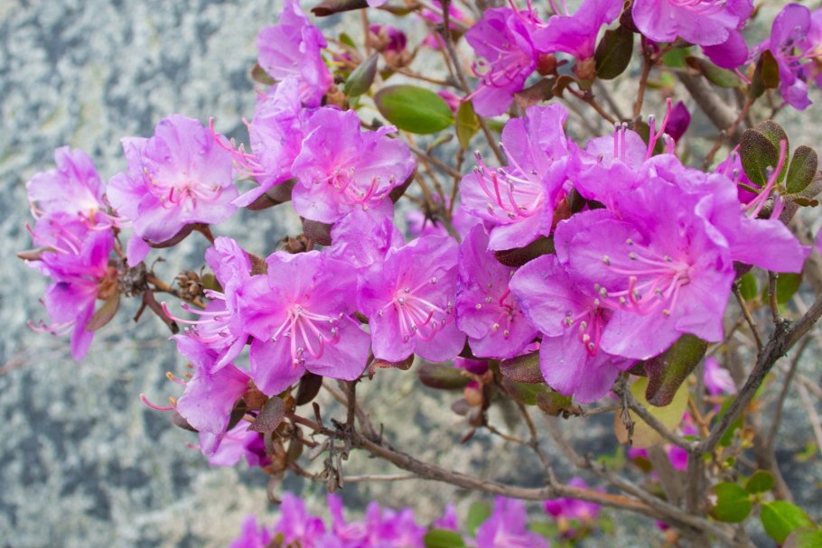 Багульник в Забайкалье