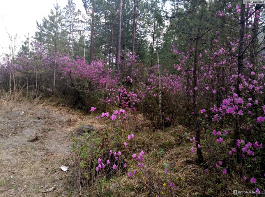 Рододендрон Дальневосточный