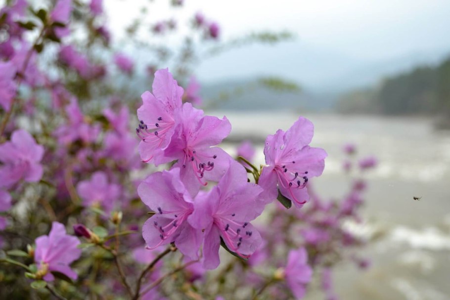 Рододендрон Даурский