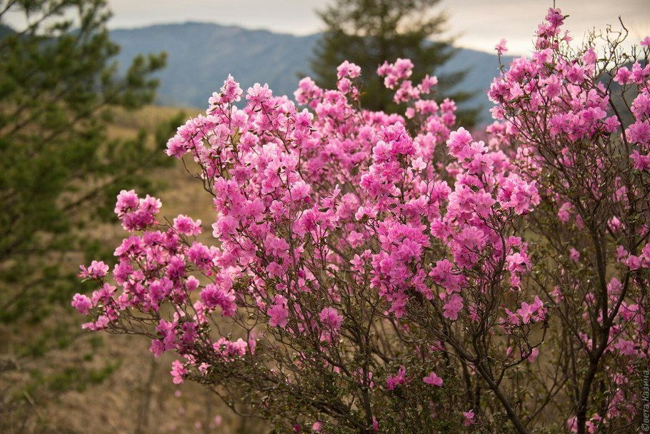 Даурский рододендрон – багульник Байкал