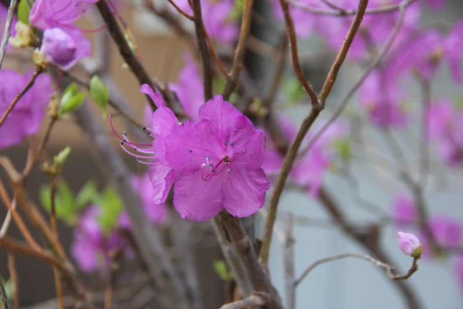 Зацвел багульник