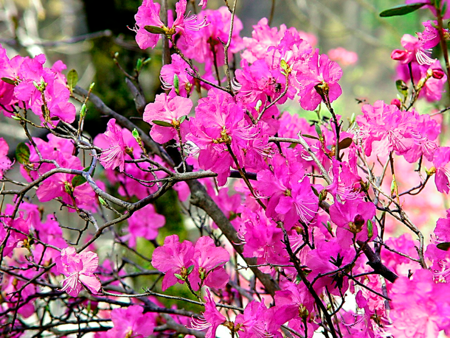 Рододендрон Даурский багульник