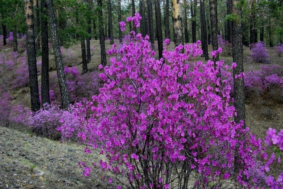 Забайкальский багульник (рододендрон Даурский)