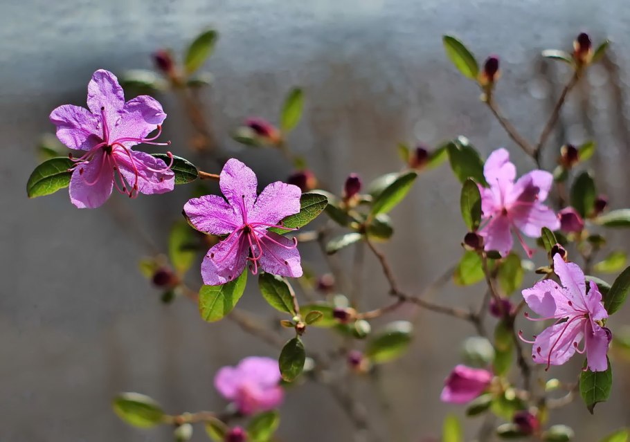 Рододендрон Даурский