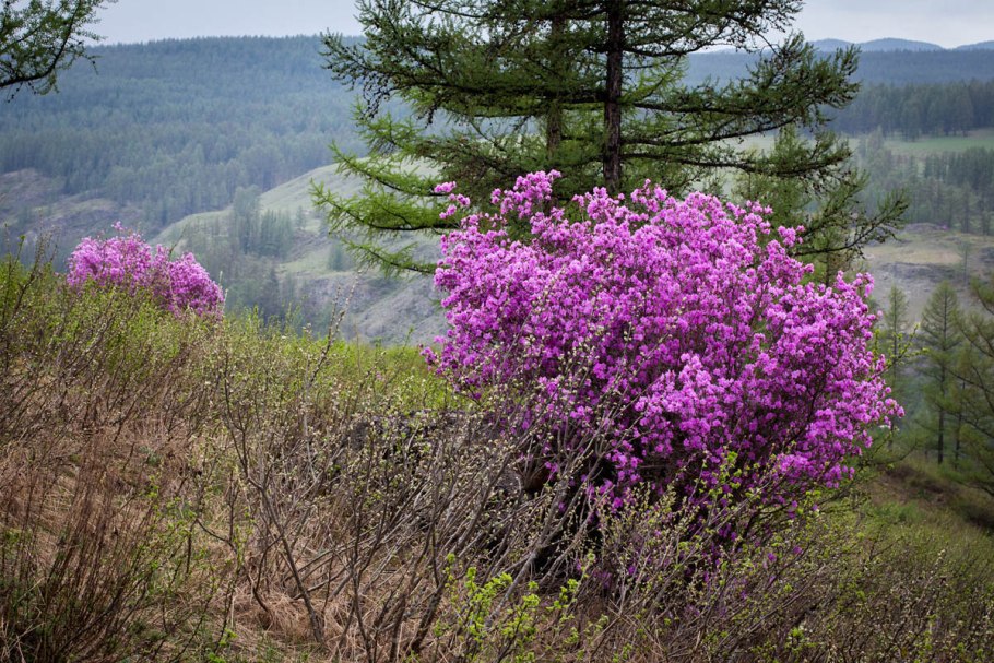 Рододендрон багульник омела