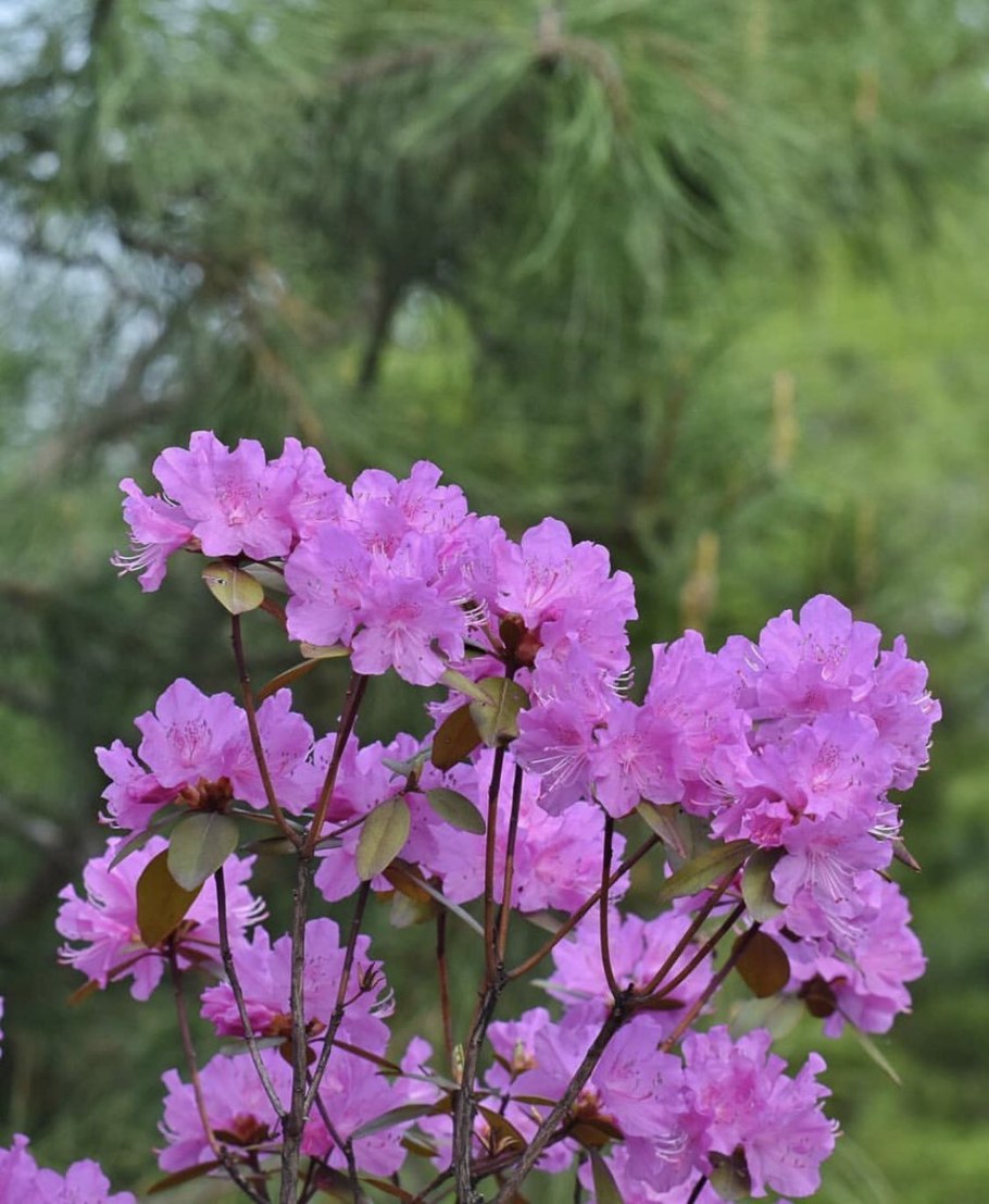 Багульник Забайкальский