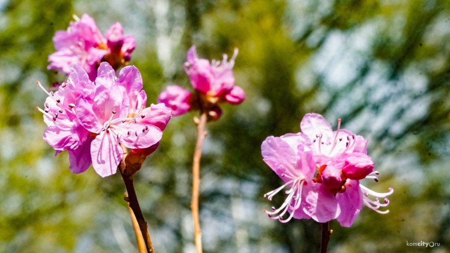 Даурский рододендрон - багульник .цветок