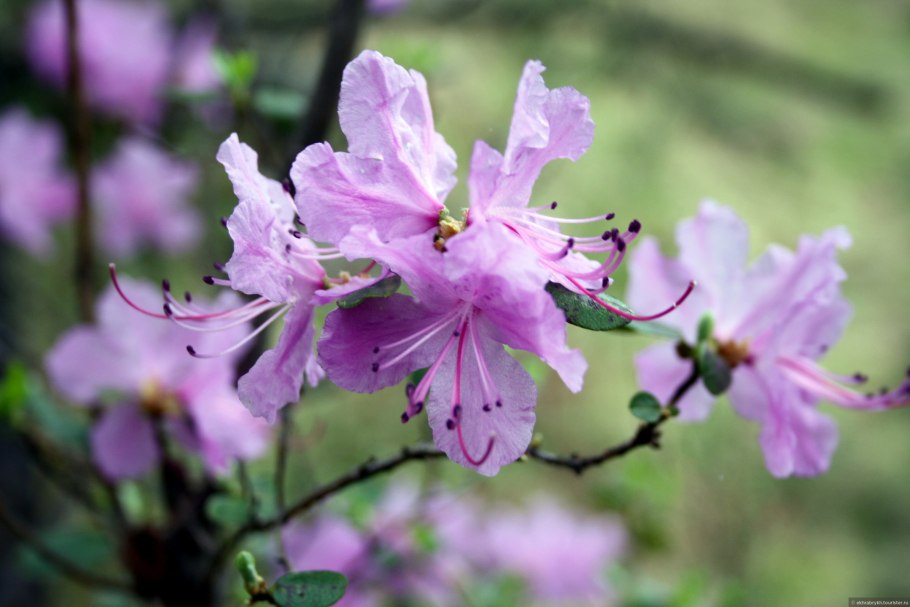 Рододендрон Даурский багульник Дальневосточный