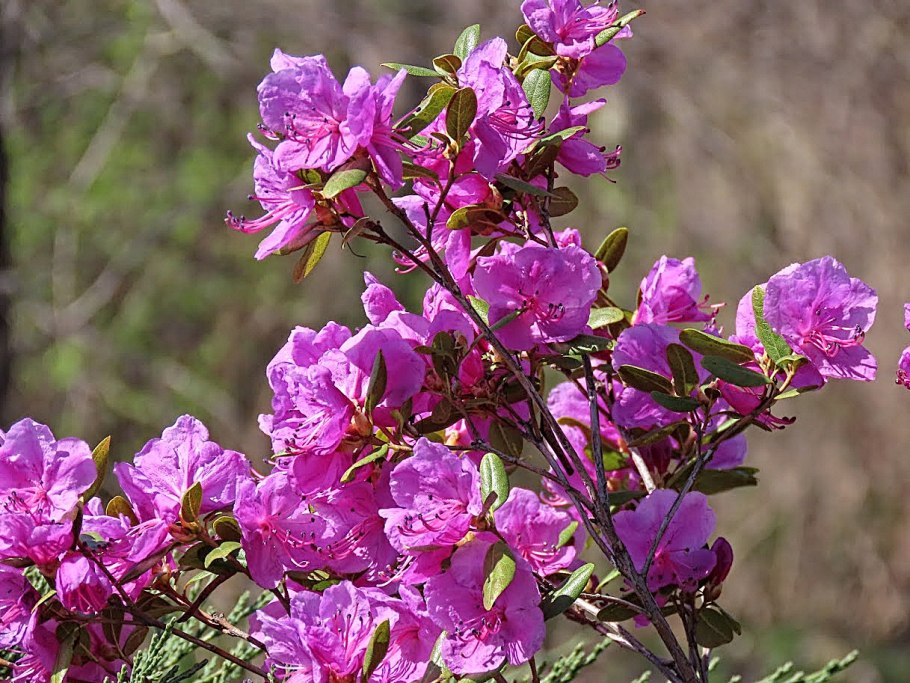 Багульник Сибирский